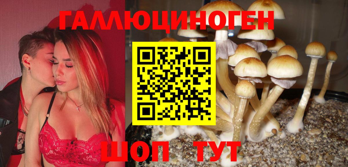 Димитровград  Псилоцибиновые грибы Psilocybe  Вход с VPN 